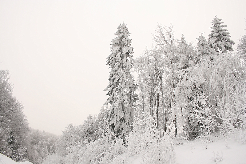 Bieszczady 12.2007 003
